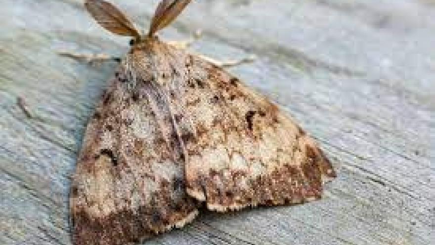 Spongy moth