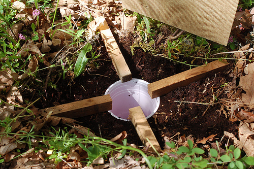 Esquimalt Beetle Trap