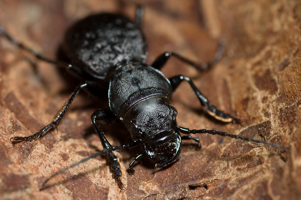 Greater Night Stalking Tiger Beetle