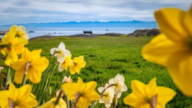 Daffodils and viewpoint_saxe point park